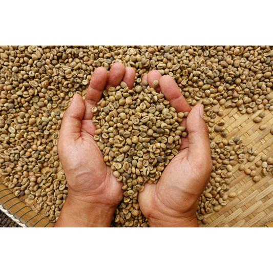 The three main processes for green coffee beans